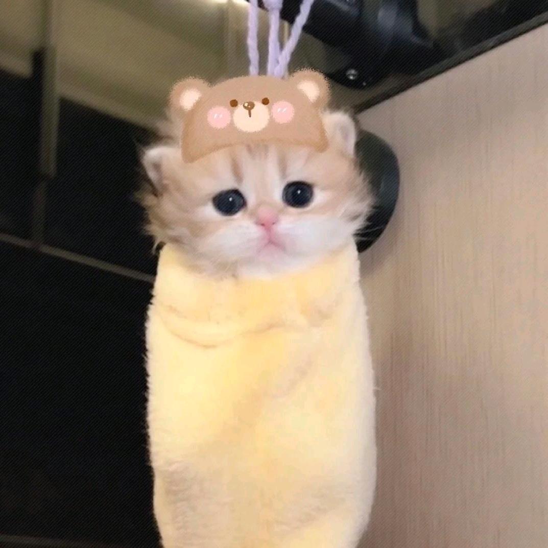 小嘟大王
