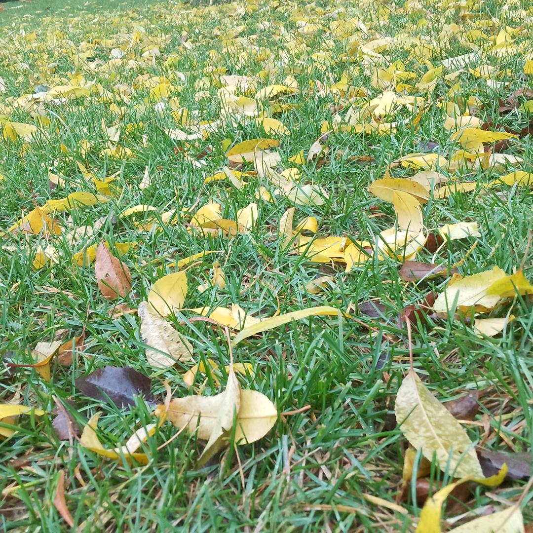 笑要漏牙