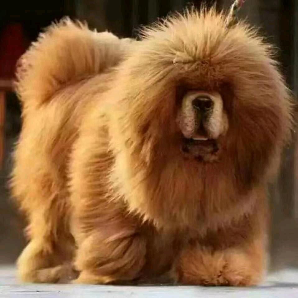 青岛旺旺獒业