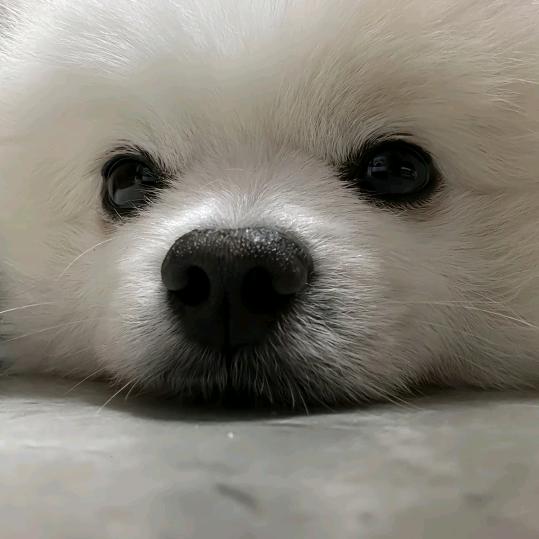 云夕萌宠分享