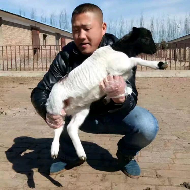 涛哥牛羊通