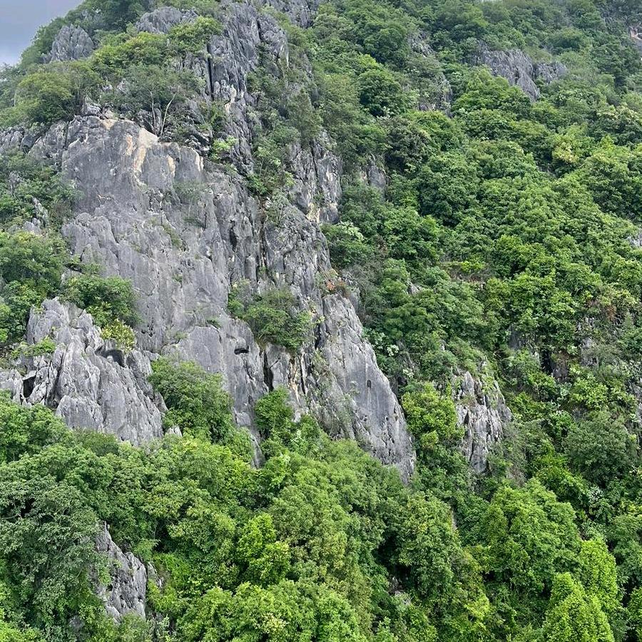 中缅边境天然山货