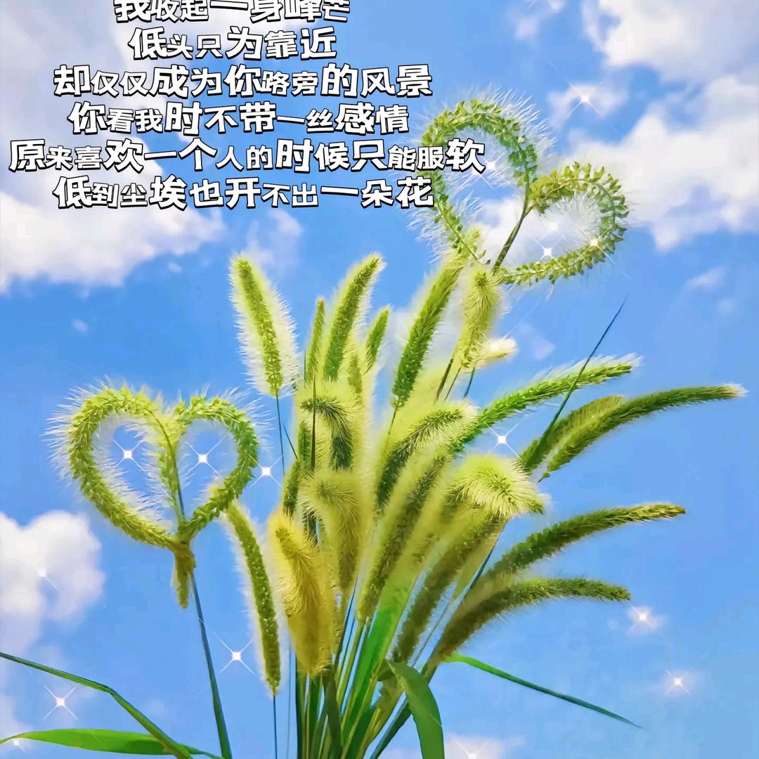狗尾巴草