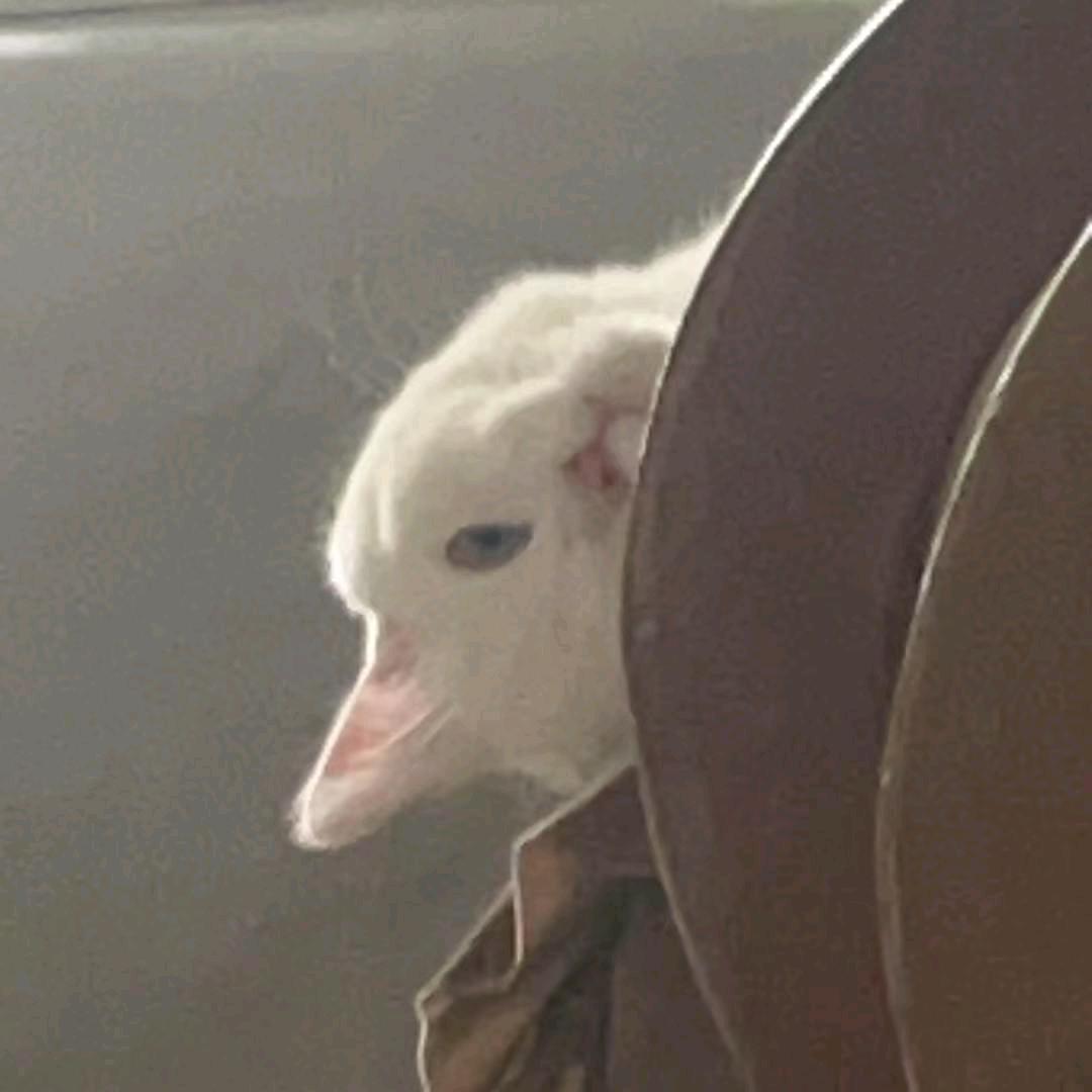 梓