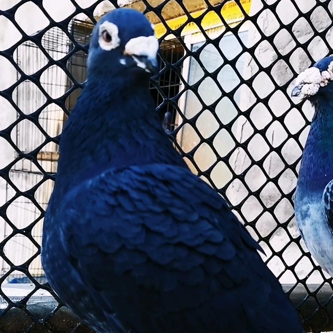 吉祥鸟远程赛鸽