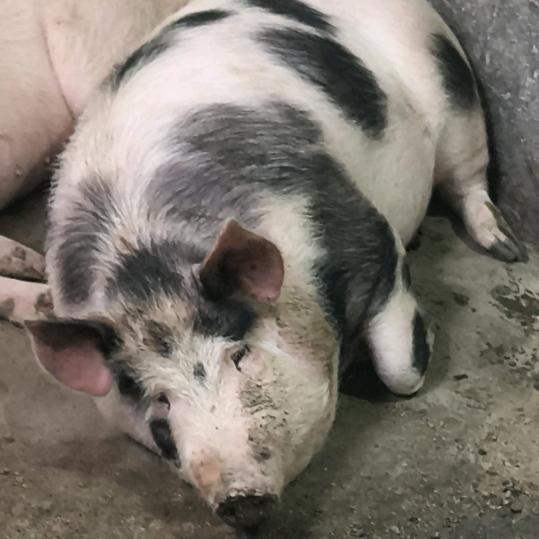 贵州小李土猪肉老店