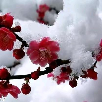 芳芳🌹六姐🌹
