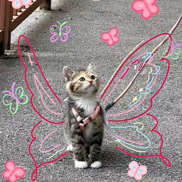 恰个萝卜
