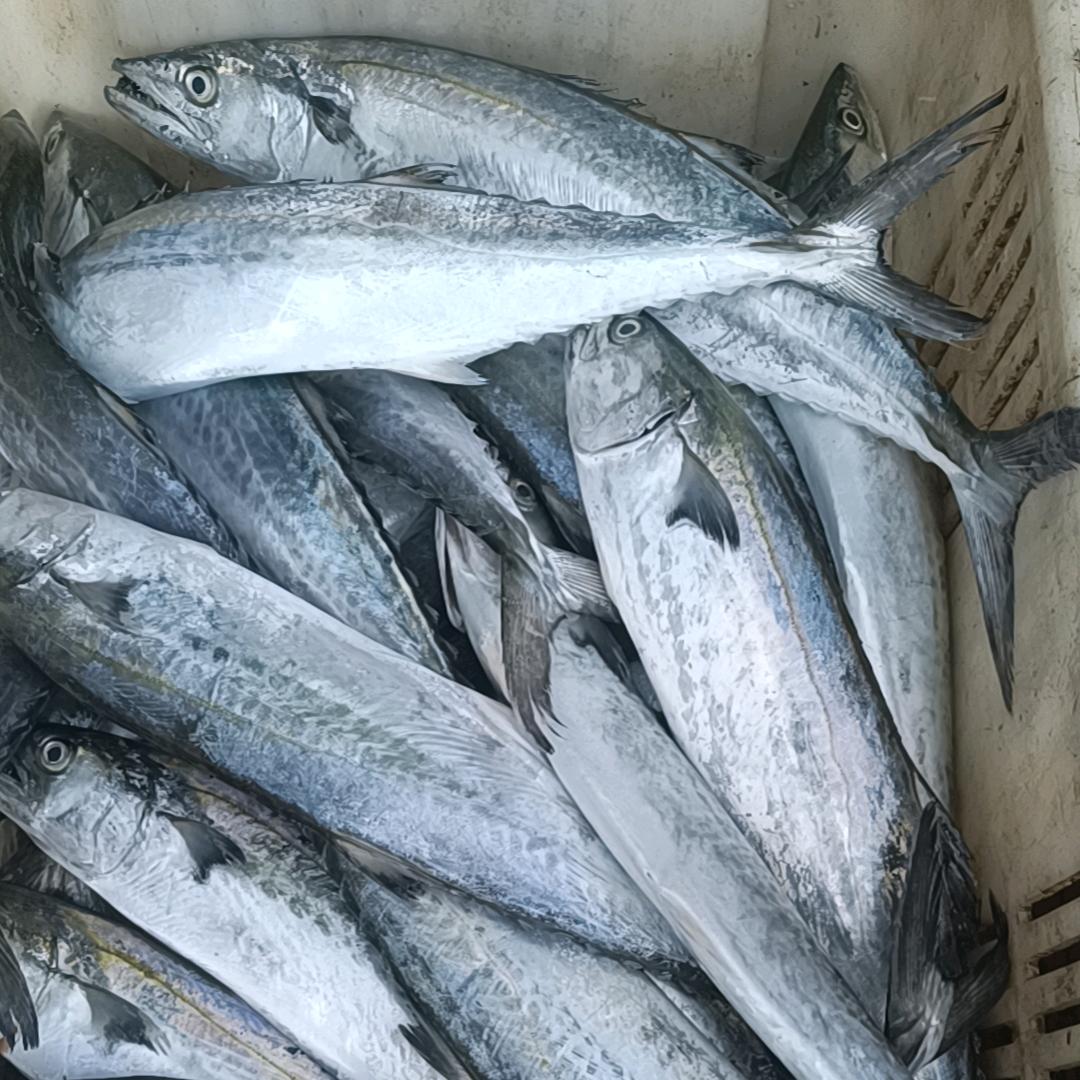 小施海鲜