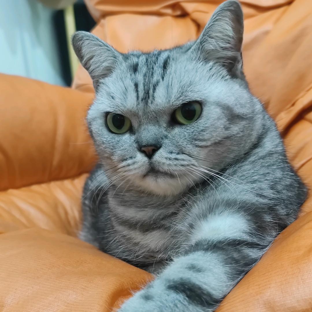 六子是恰斯卡厨。