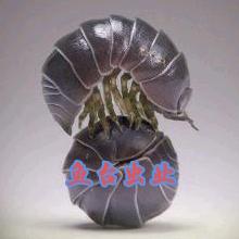 鱼台虫业（西瓜虫饵料）