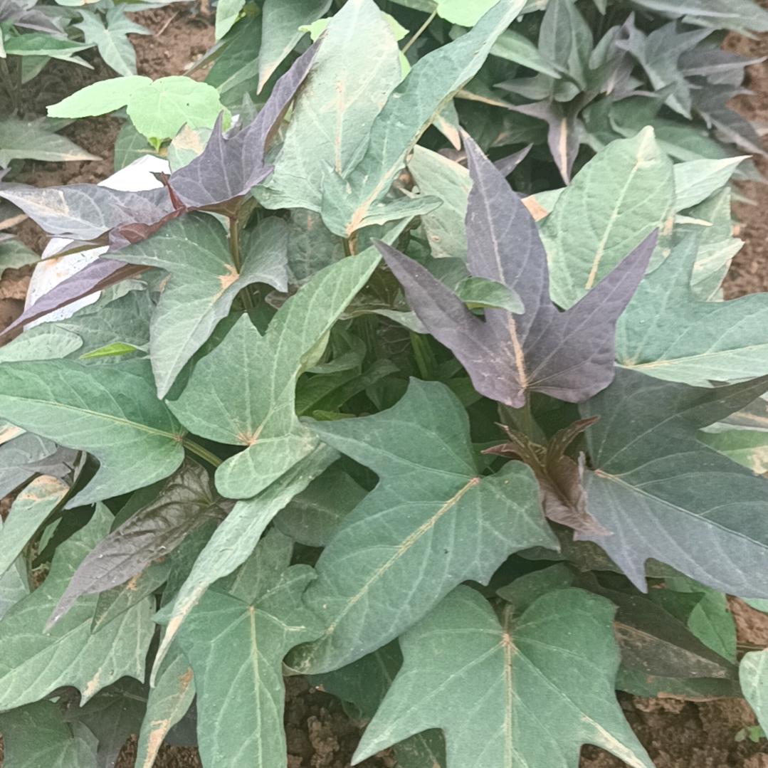 农户红薯粉芡-粉条