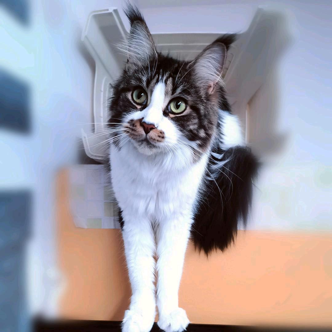猫居传媒工作室