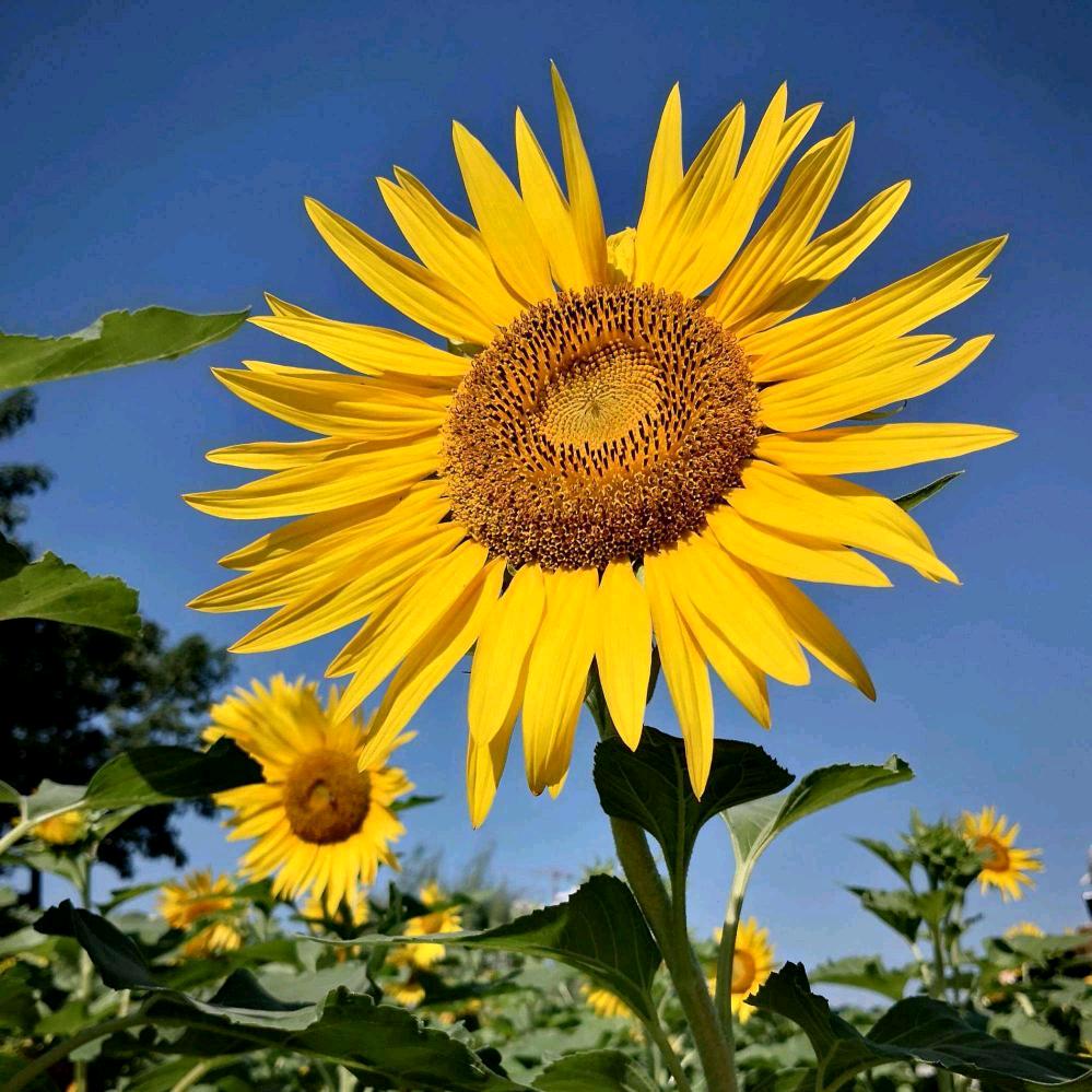 阳光下的向日葵🌻
