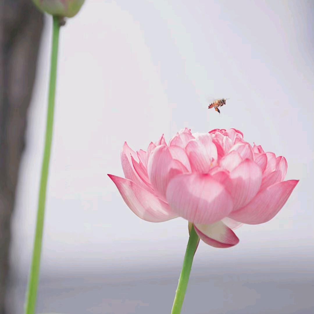 禅心悟道