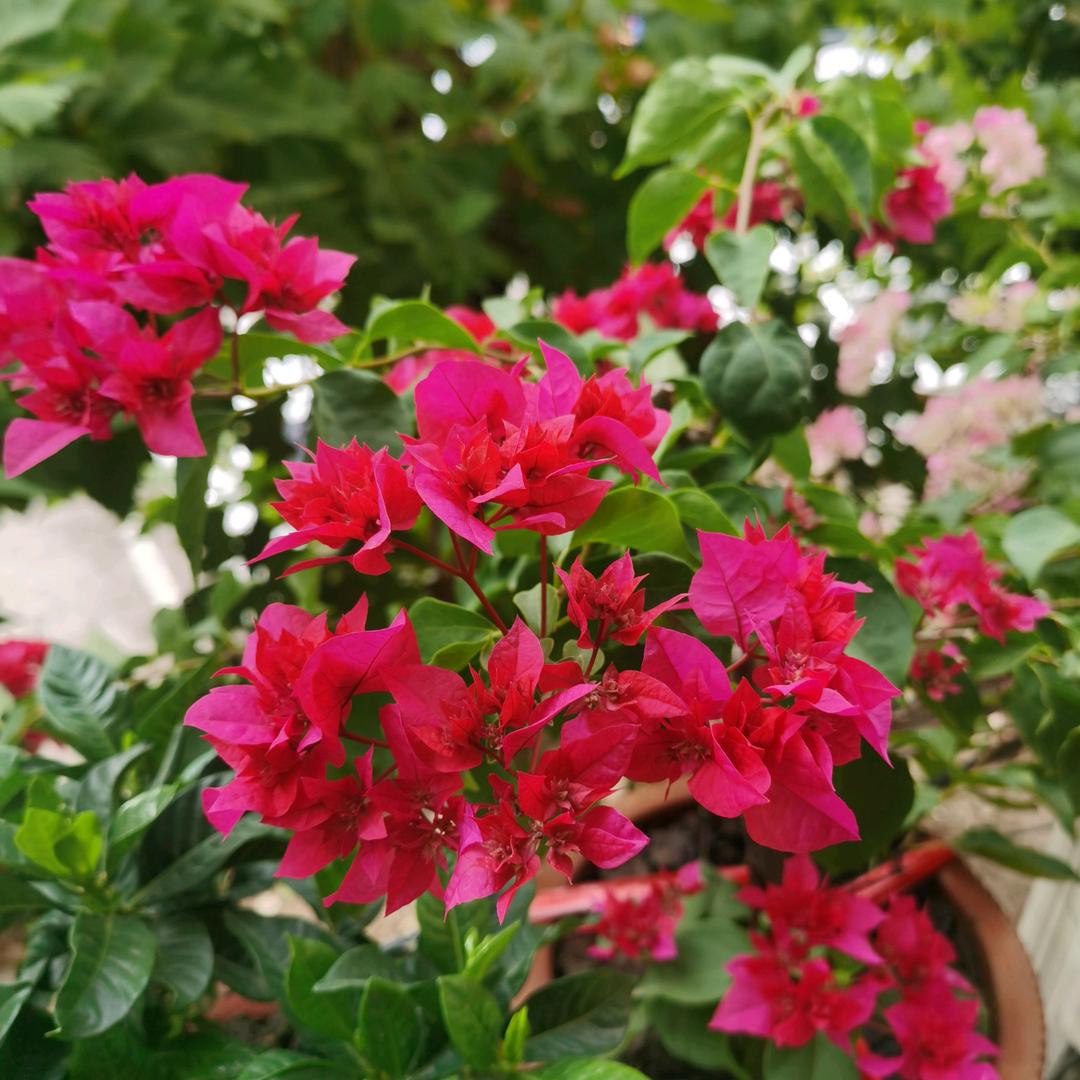 爱养花爱生活