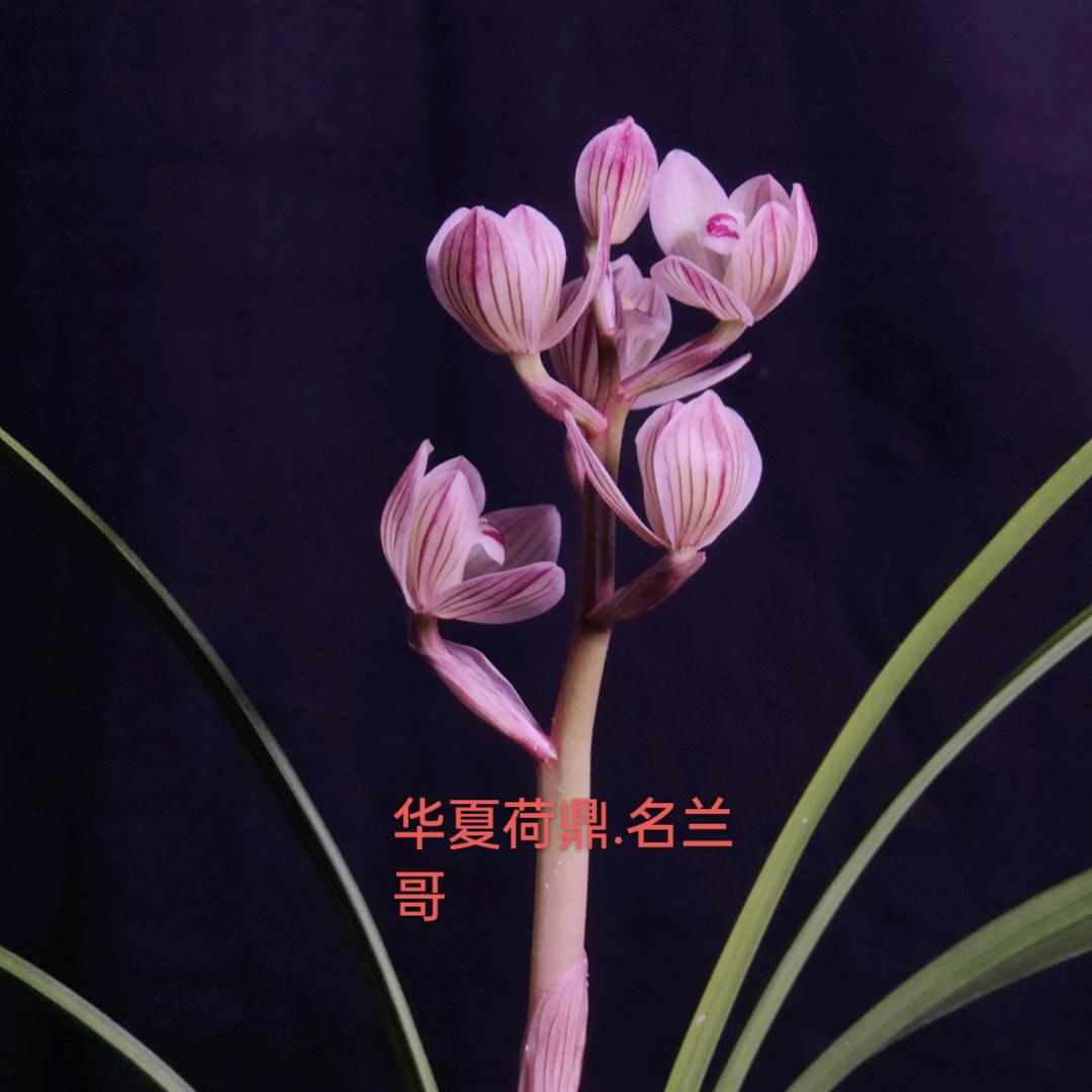 云南大理 —名兰哥
