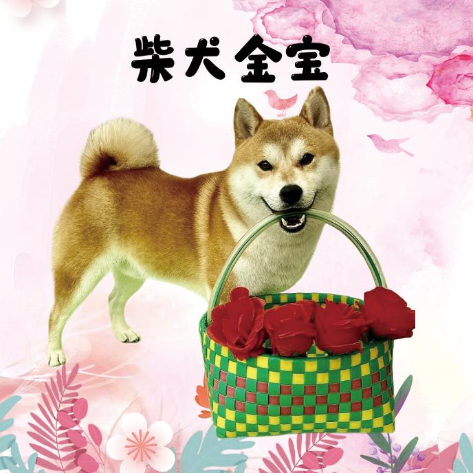 柴犬金宝