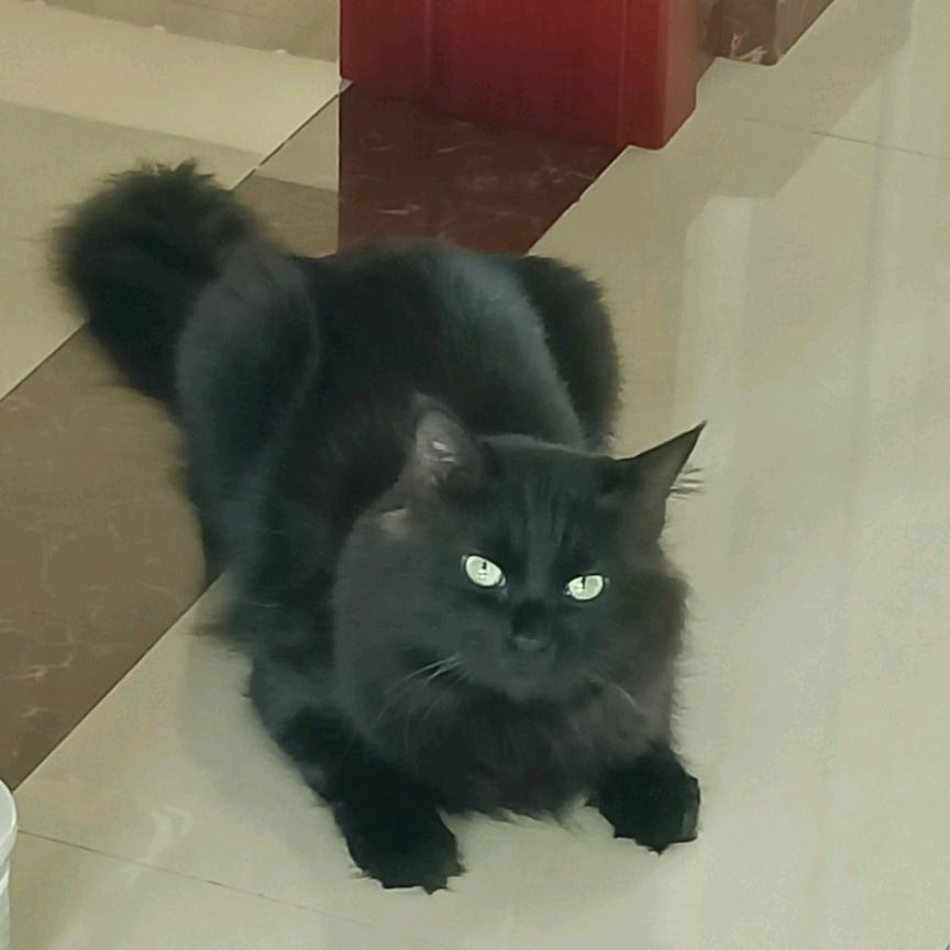 猫咪不再流浪