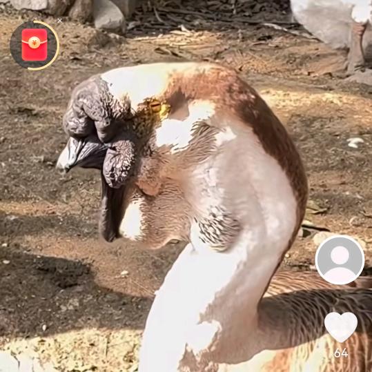 特大正宗狮头鹅养殖