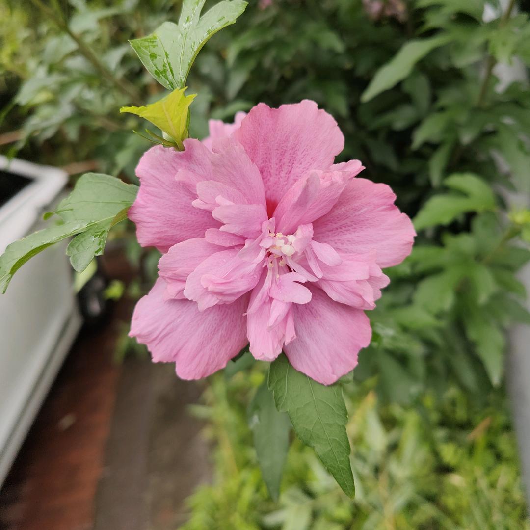 芳芳宝宝