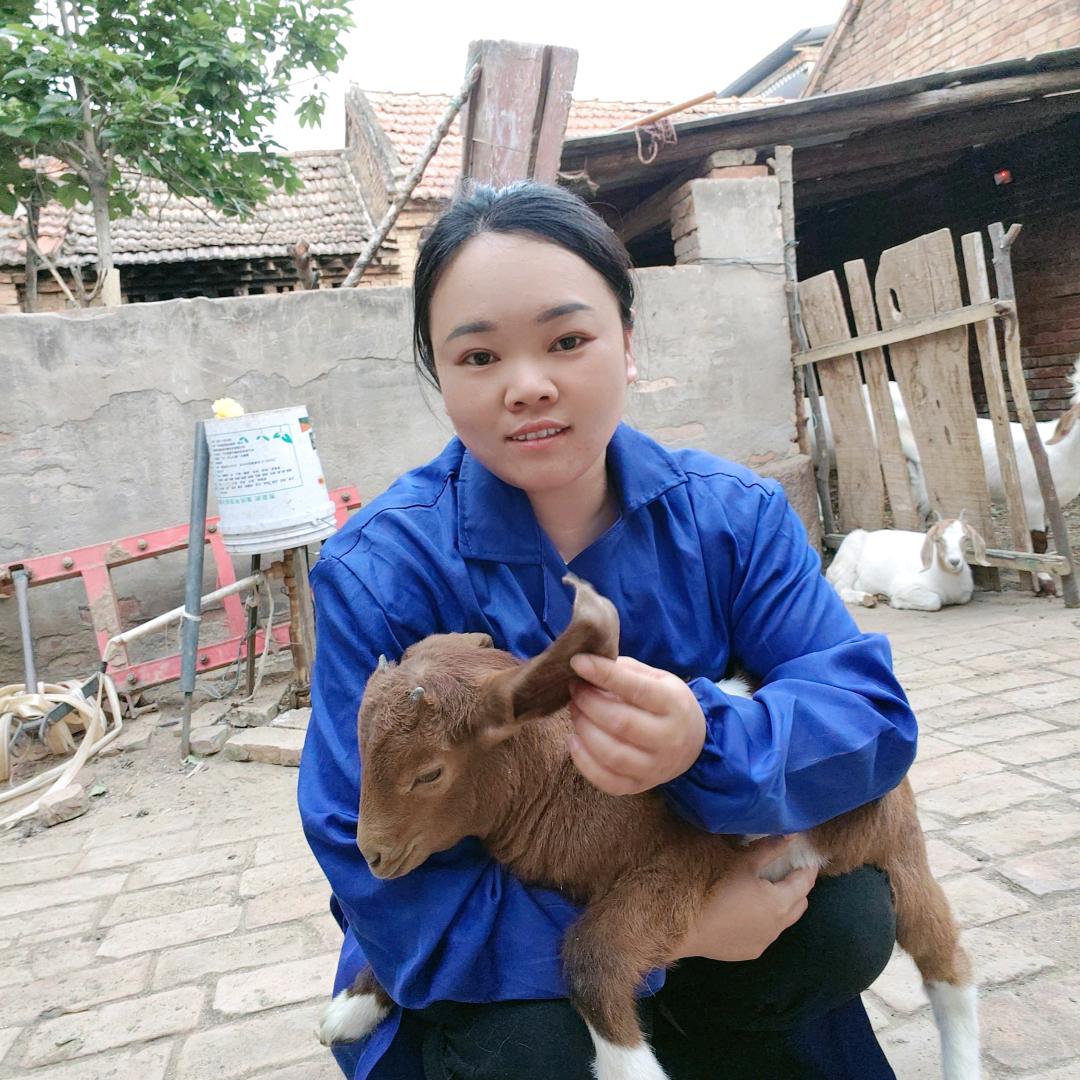 朱妹聊牛羊