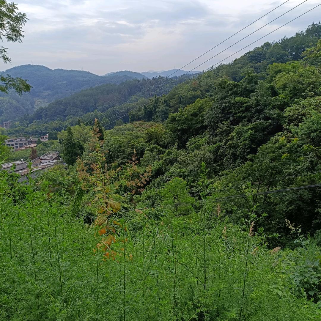 高婷
