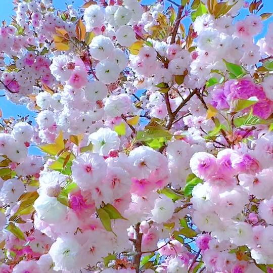 春暖花开富贵吉祥