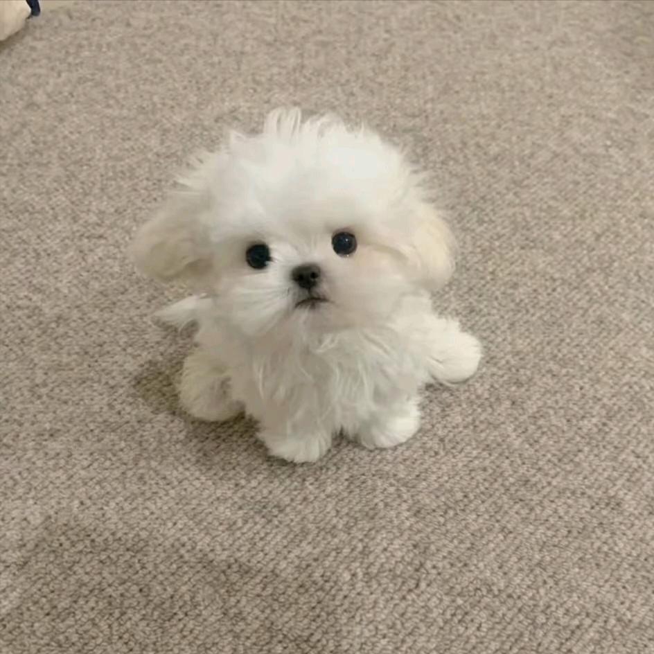 ୧₍˄·͈༝·͈˄₎୨