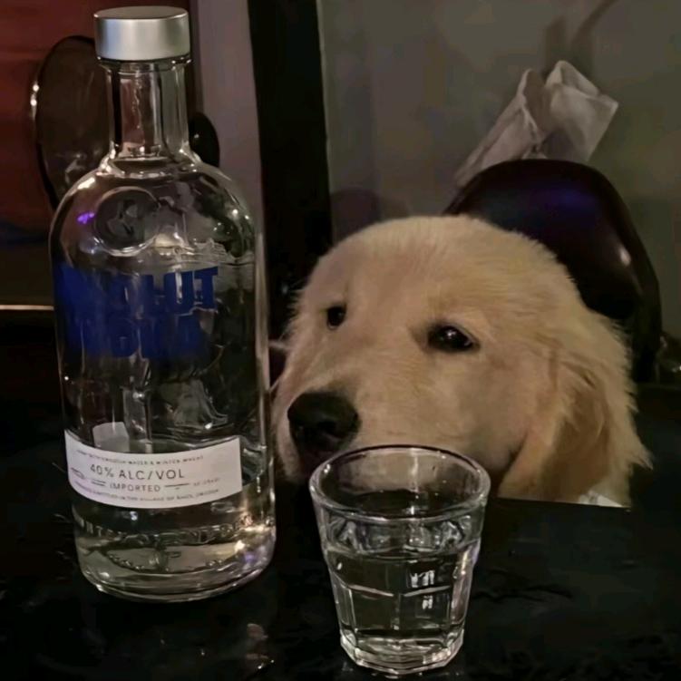 猪狗蛋