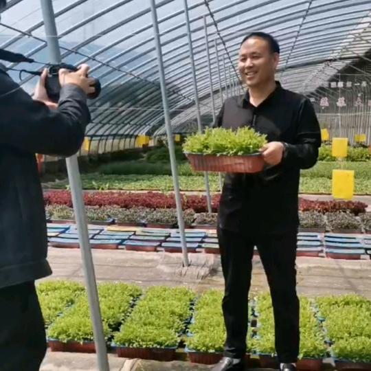 盆栽蔬菜，李尤杰