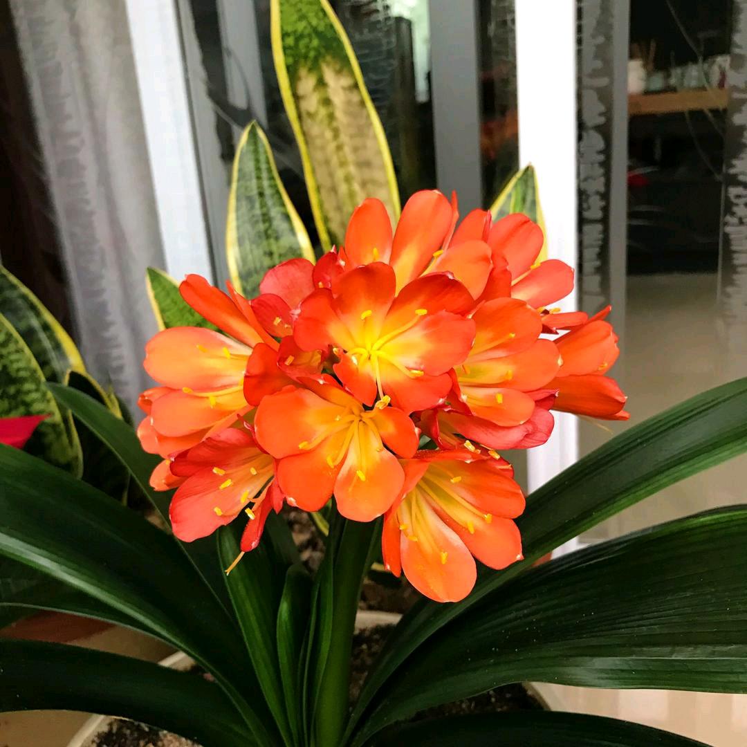 ❤️菊子❤️