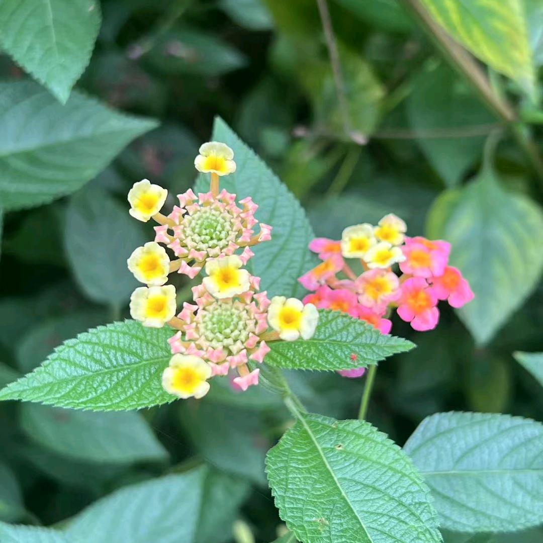 花姐好物