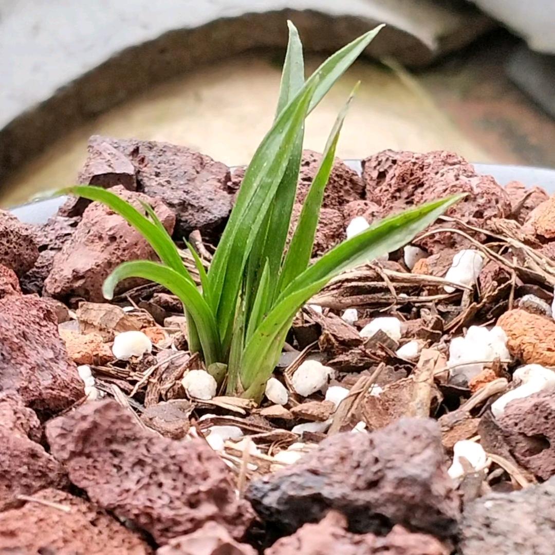 小贤兰花