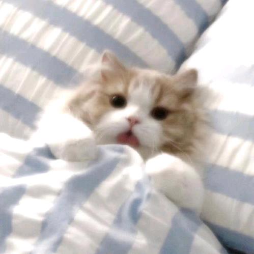jsbb