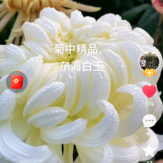 自由的风