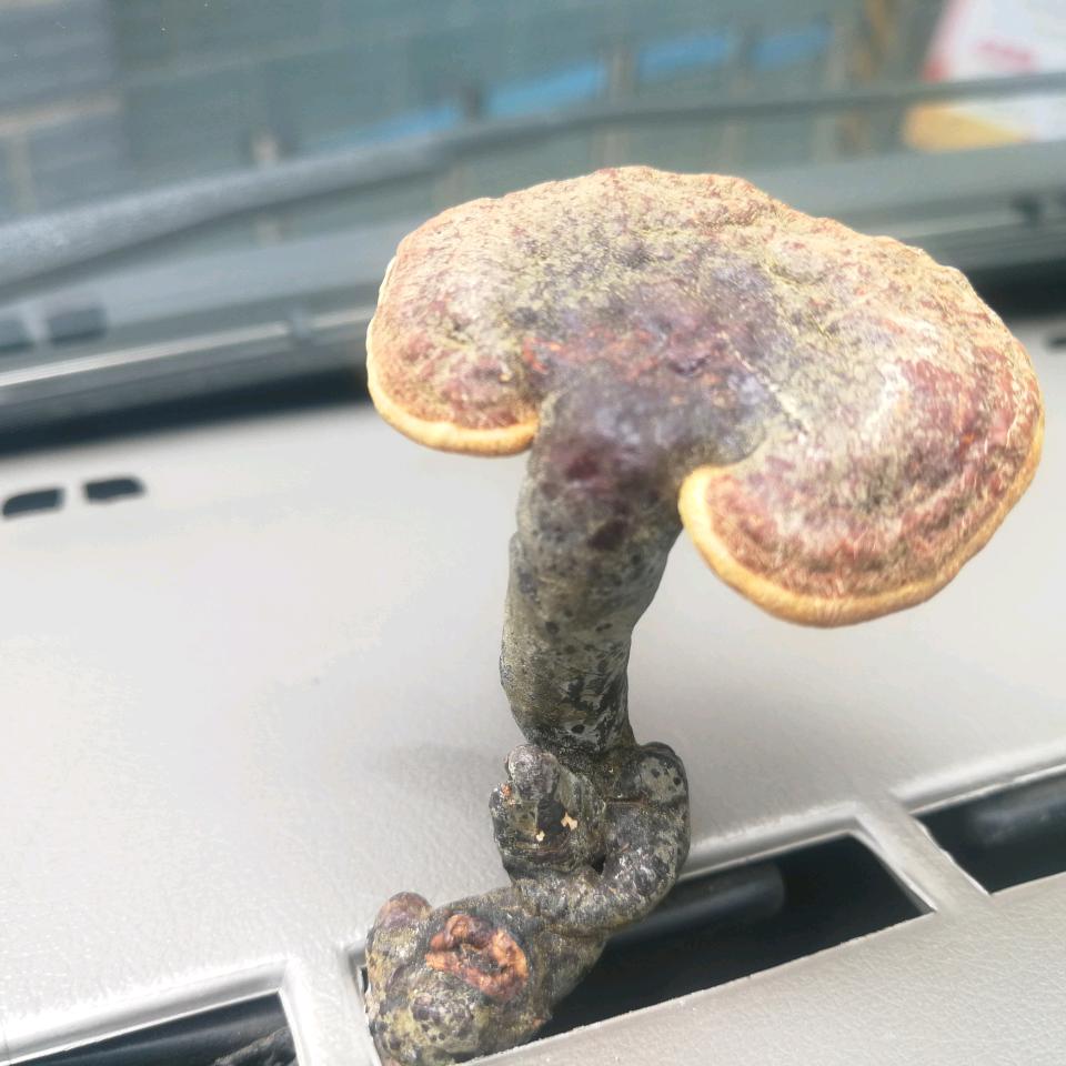 辻弍～辻弍～