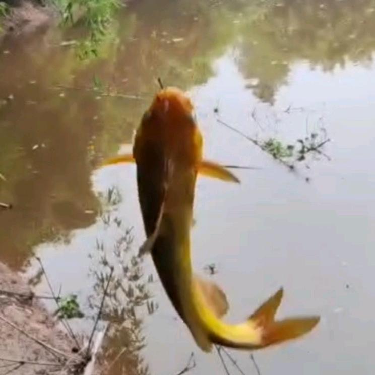 渔 鱼 娱 愉