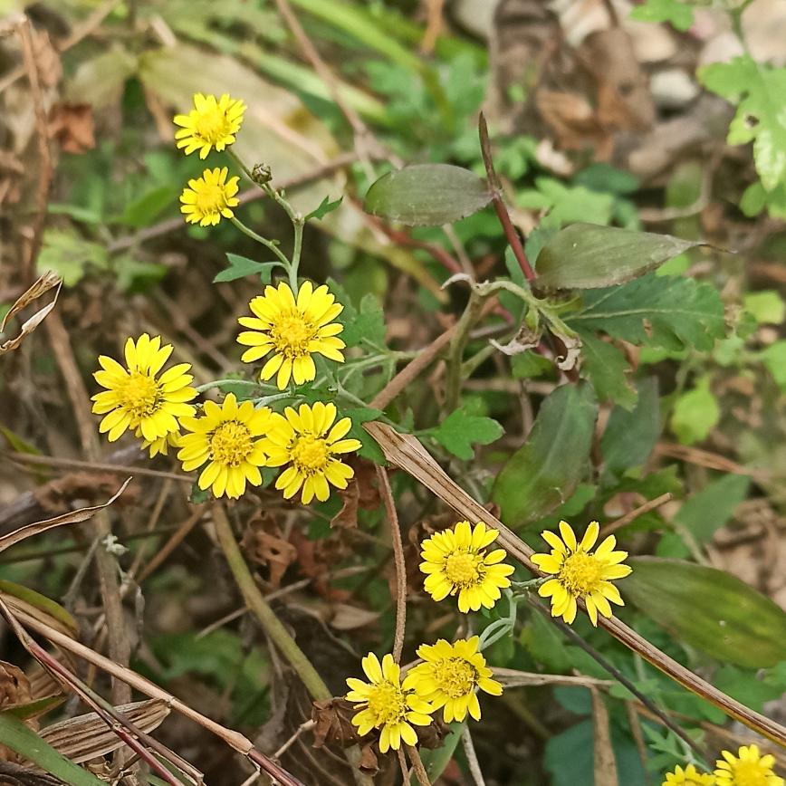 核蜜小屋