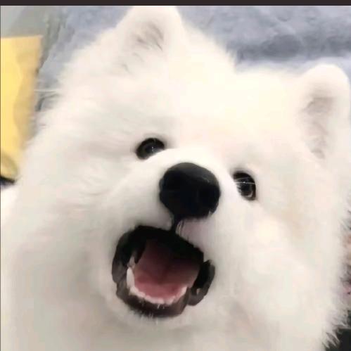 小小木