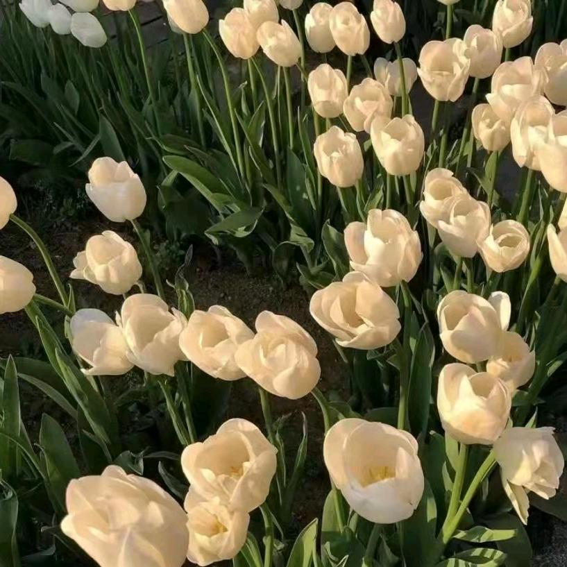 花好月圆