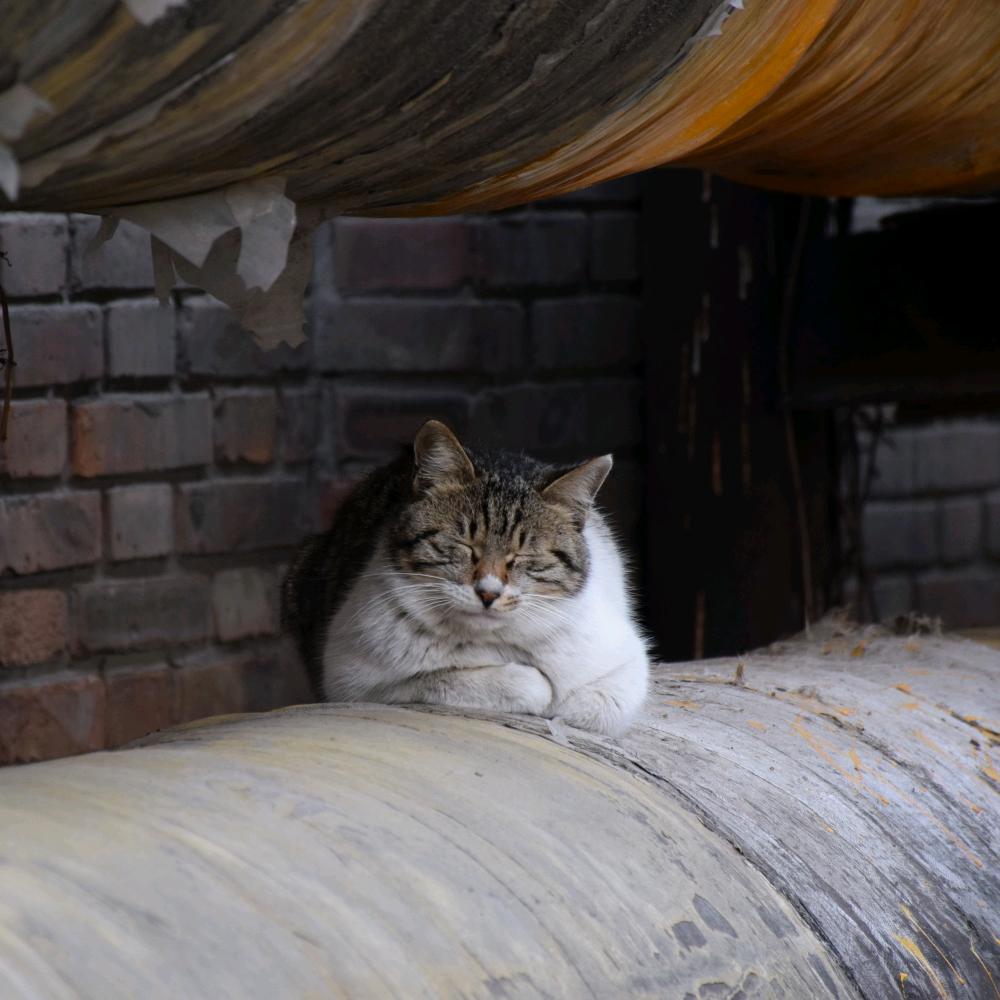 猫太贱