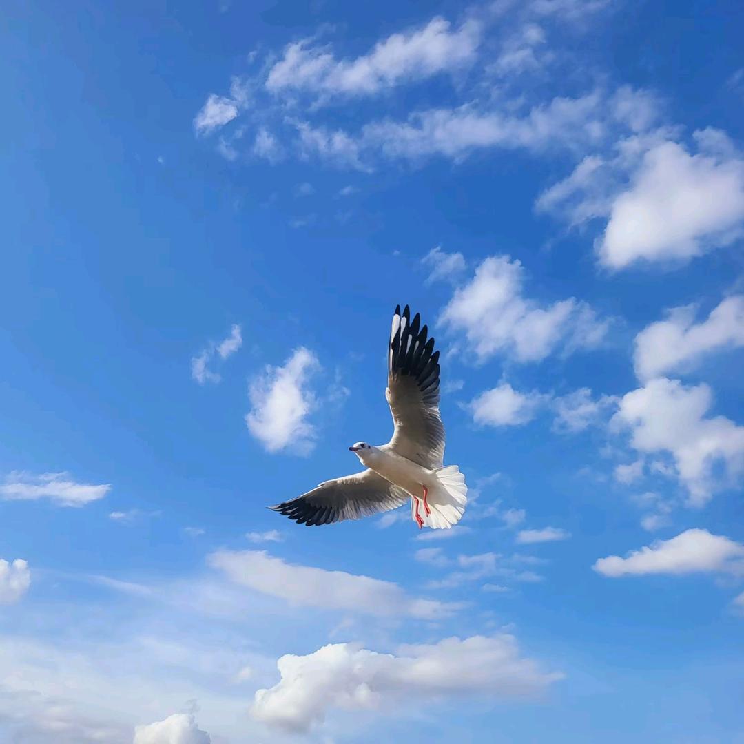 梦寻者