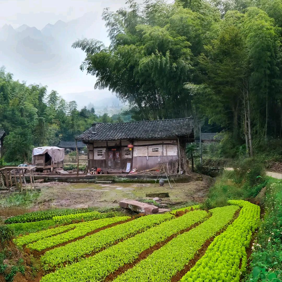 晓菲