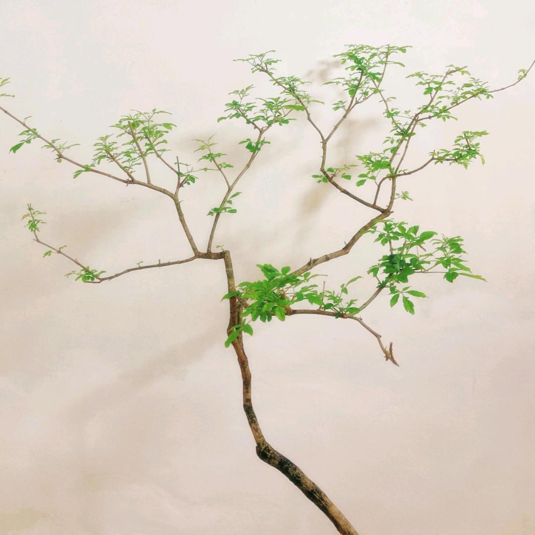翊家园艺馆