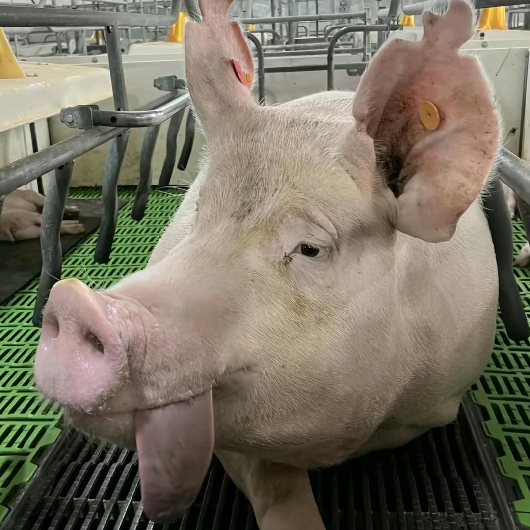 🐷肉