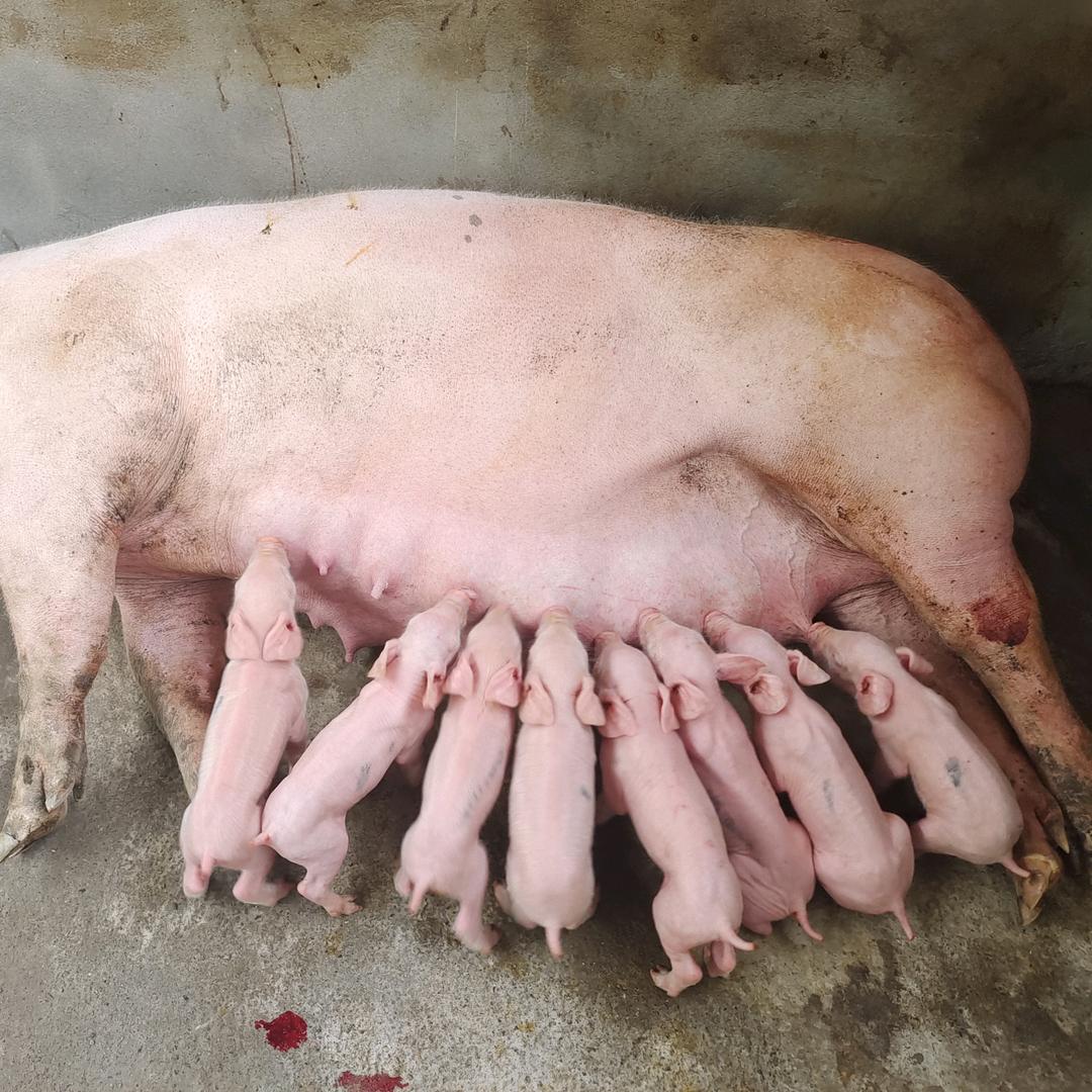 凉山小猪儿肉、小香猪批发