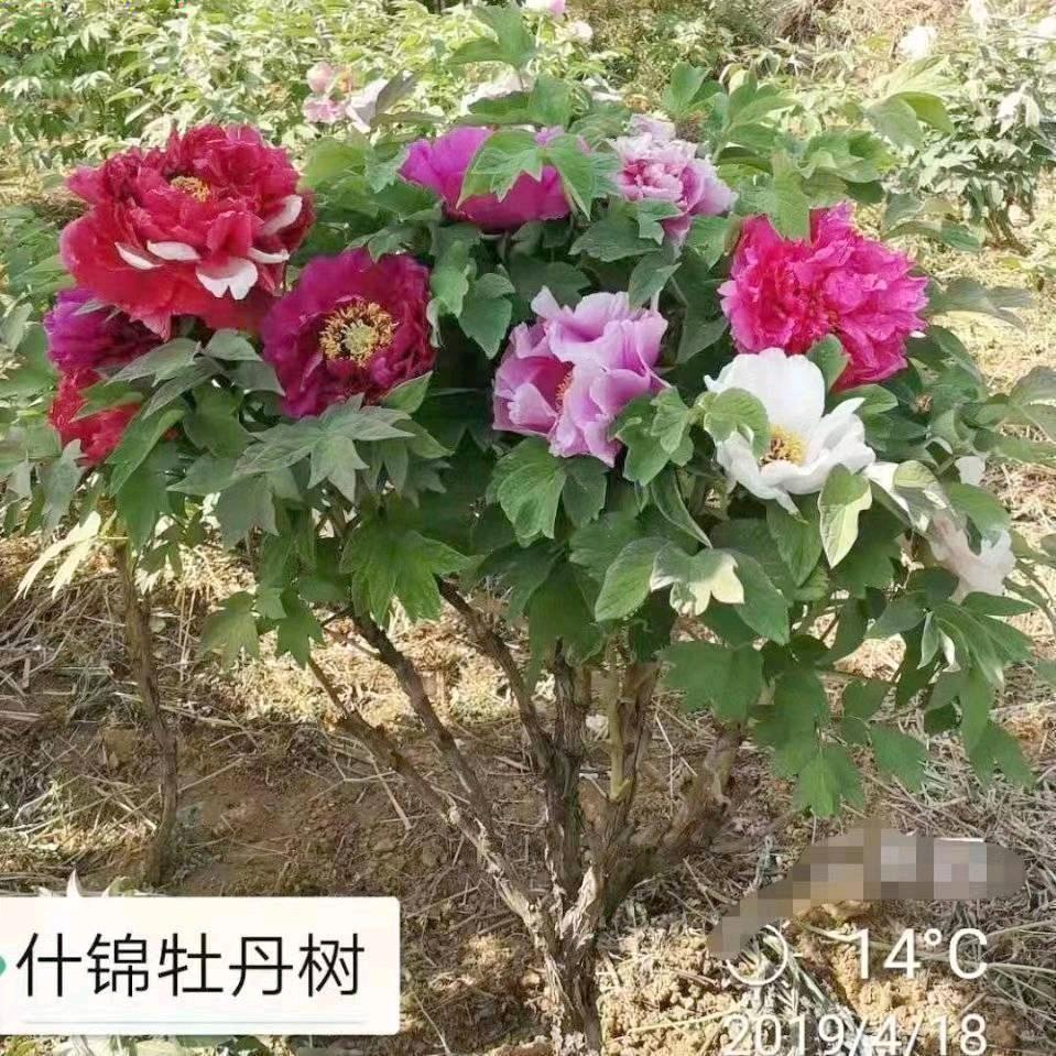 洛阳超晟牡丹批发总基地