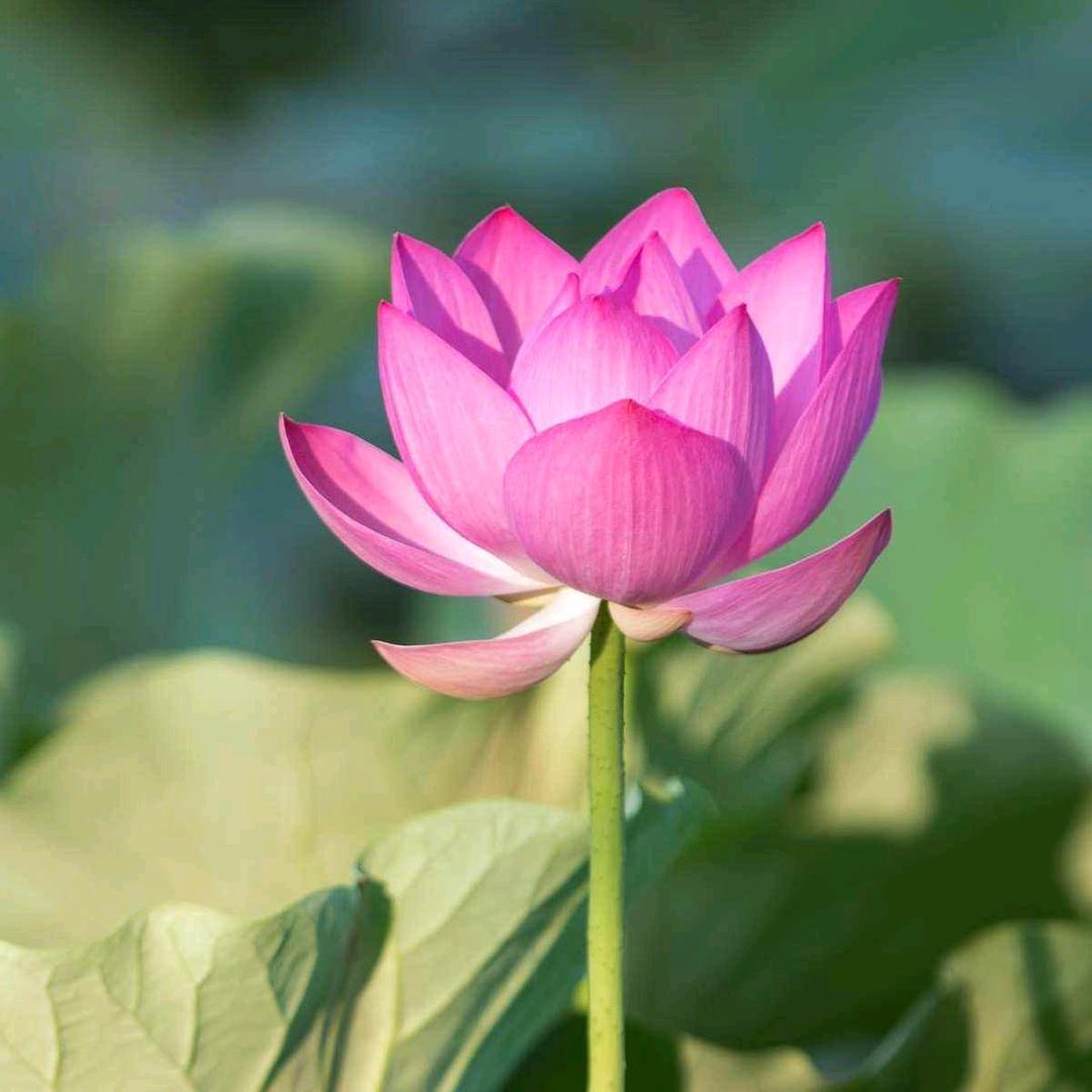 云淡水清