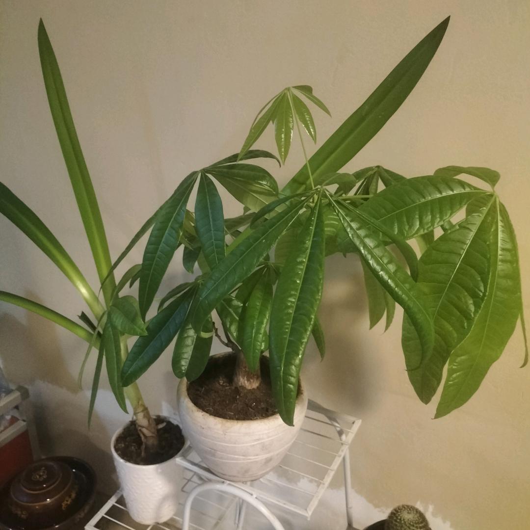 传奇，